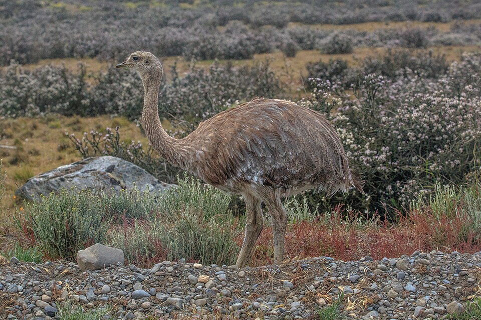 Near the east end of Lago Sarmiento de Gambia, Chile - Lesser (Darwin's) Rhea (Rhea pannata) - (25093397141).jpg — "Near the east end of Lago Sarmiento de Gambia, Chile - Lesser (Darwin's) Rhea (Rhea pannata) - (25093397141).jpg" by Murray Foubister, CC BY-SA 2.0, via Wikimedia Commons