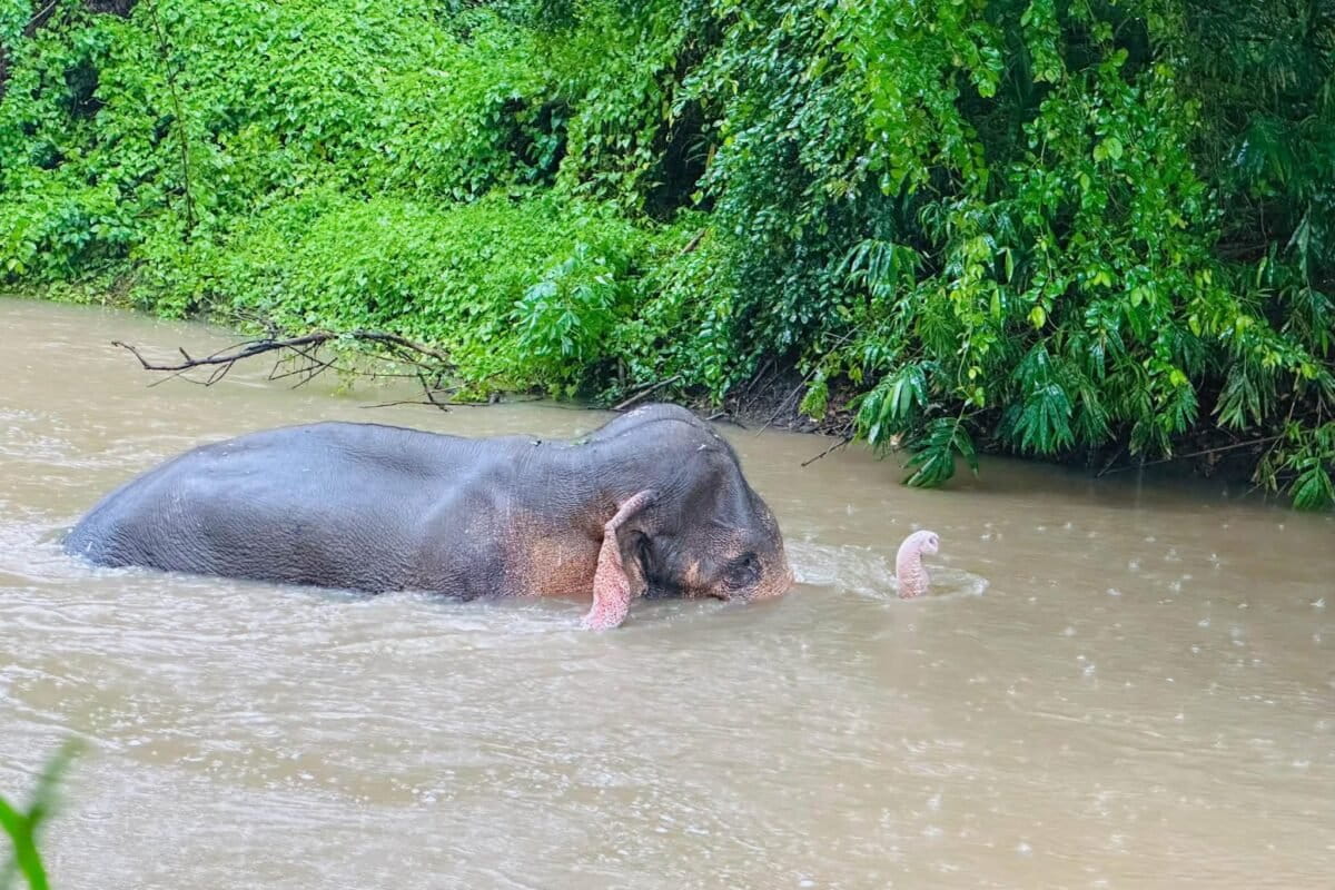 Three days prior to its death, Kavantissa submerged in Kala Wewa, a reservoir in the Anuradhapura district in Sri Lanka’s North Central province. Image courtesy of the Ministry of Environment.
