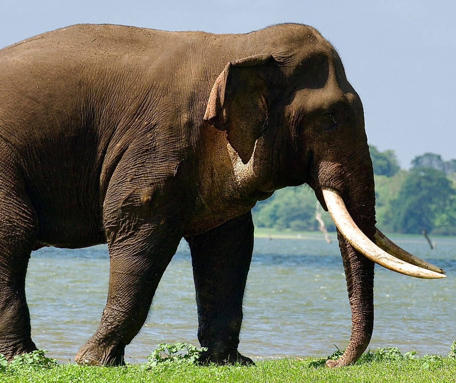 Tusker Kavantissa spotted with the gunshot injury on Sept. 23 near the Maha Galgamuwa area. Image courtesy of DWC.