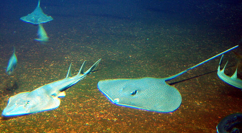 Rhinobatos cemiculus and skate in the Wroclaw Africarium.jpg