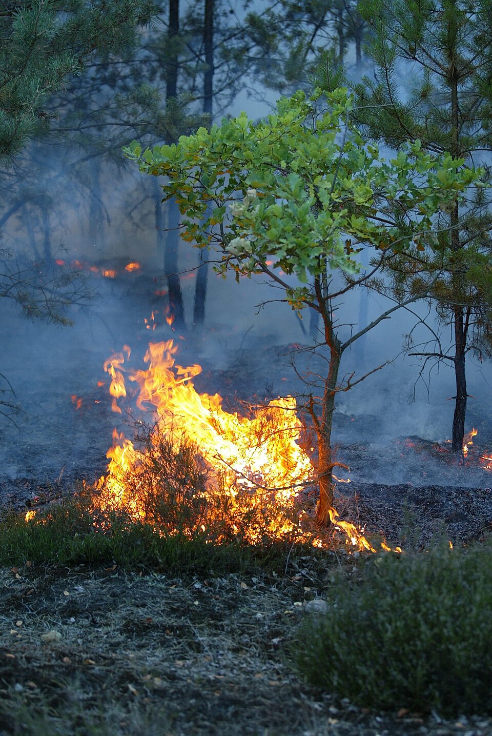 Waldbrand-Bodenfeuer.jpg