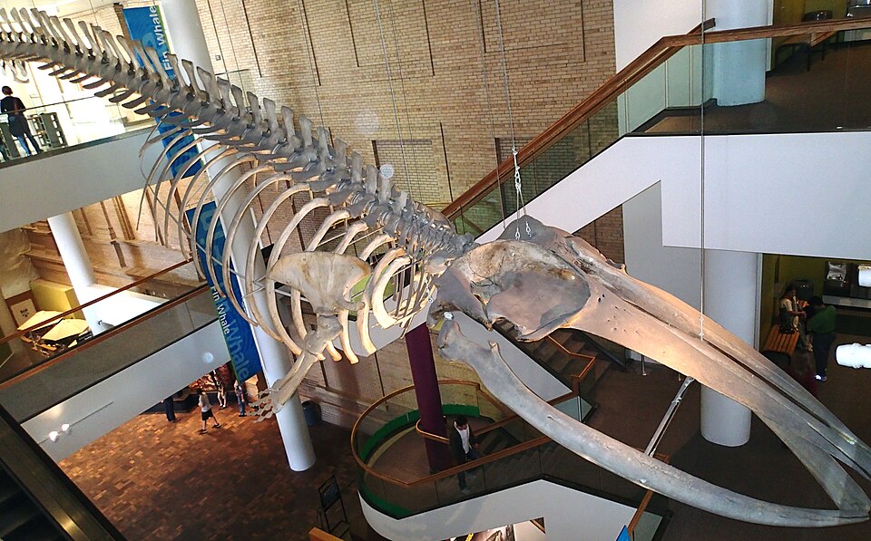 Balaenoptera physalus (finback whale) (North Atlantic Ocean) 4 (30930842732).jpg