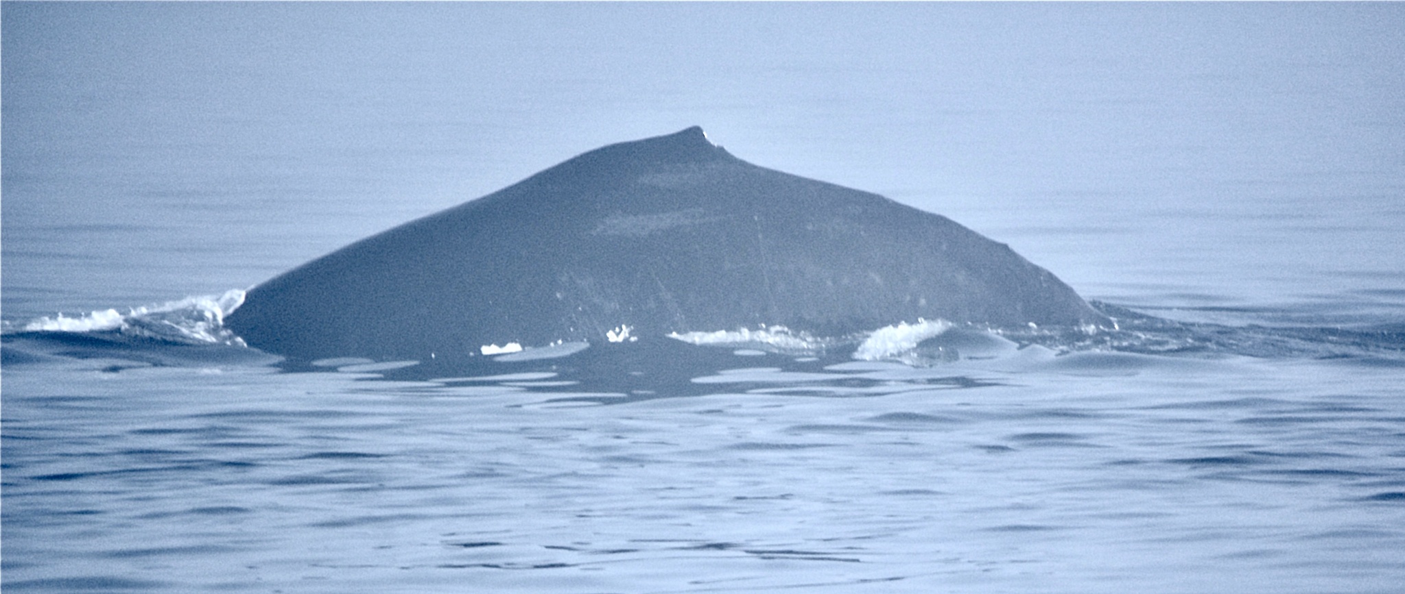 Megaptera novaeangliae