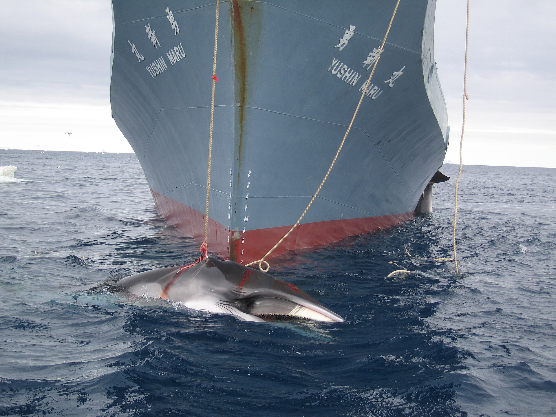 Banner Image: A whale captured by a Japanese harpoon vessel in 2008. Image by Customs and Border Protection Service, Commonwealth of Australia via Wikimedia Commons (CC BY 3.0 AU).