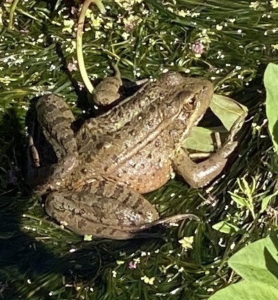 Rana draytonii