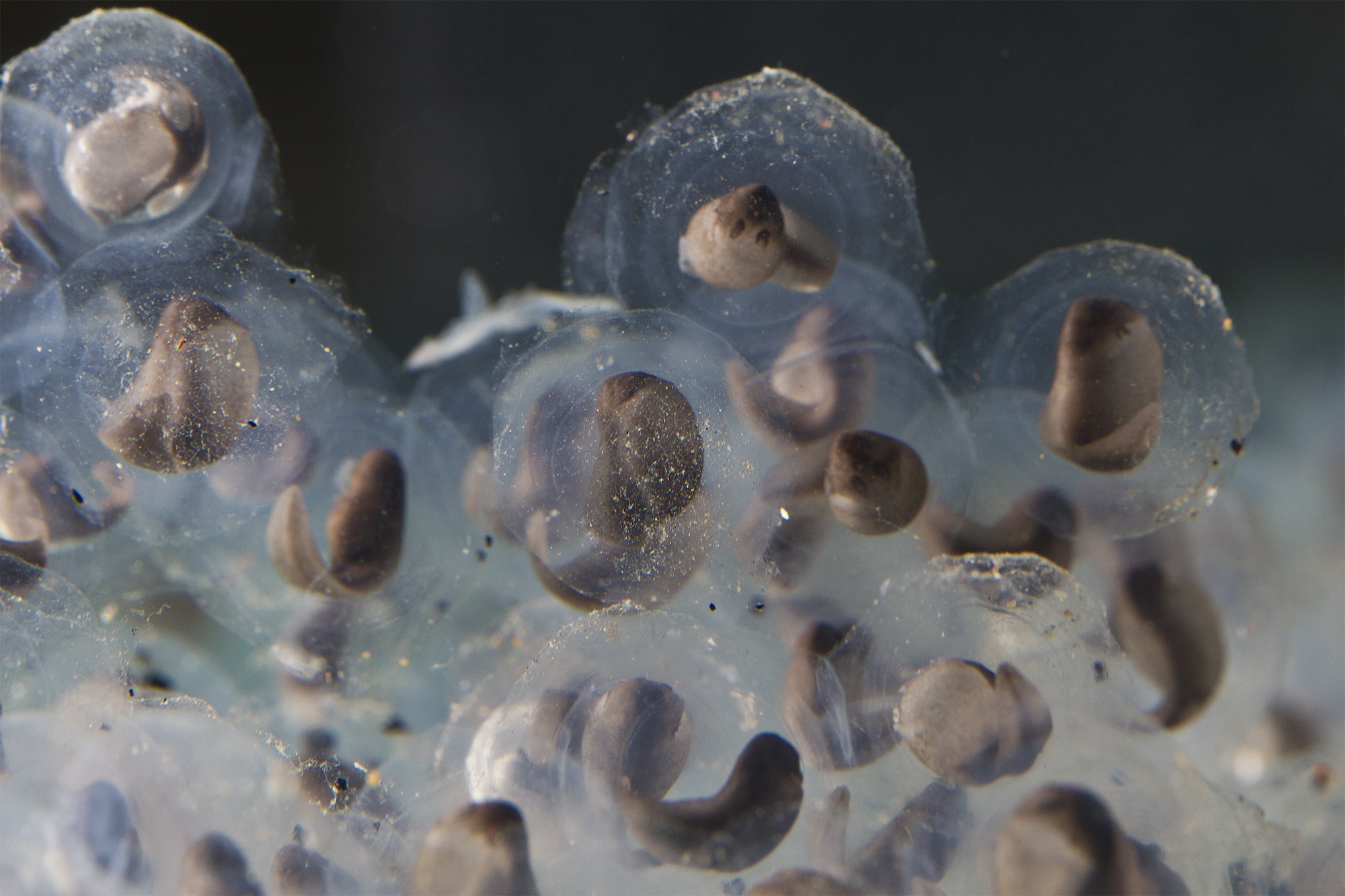 Image courtesy of the San Diego Zoo Wildlife Alliance. Developing mountain yellow-legged frog embryos inside eggs — Image courtesy of the San Diego Zoo Wildlife Alliance.