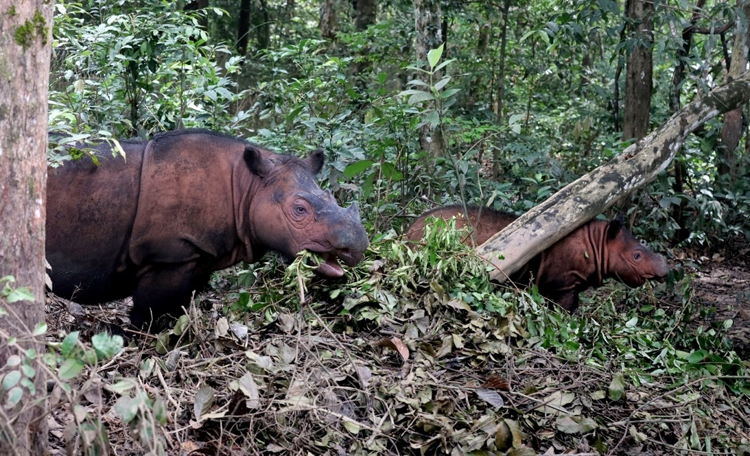 Sumatran rhinos. — Image by Rhett A Butler/Mongabay.