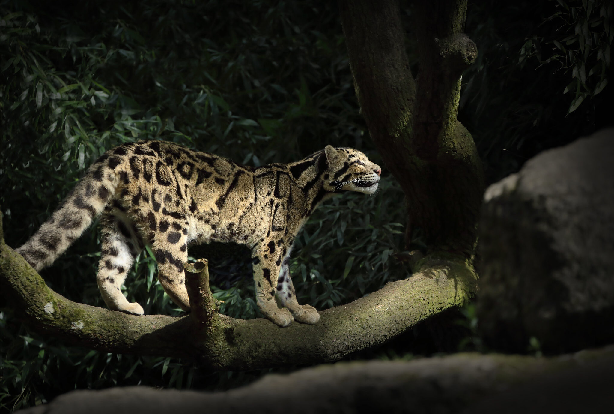 Clouded leopards still inhabit pockets of remote forest in Laos, according to the study. Image by Charlie Marshall via Flickr (CC BY-NC-SA 4.0).