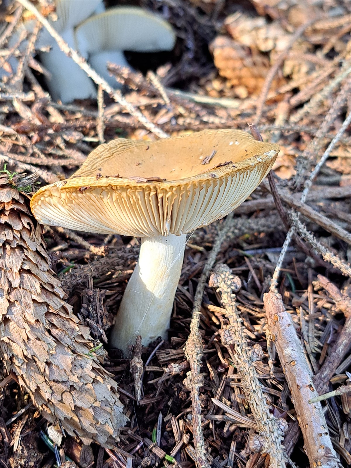 Russula claroflava