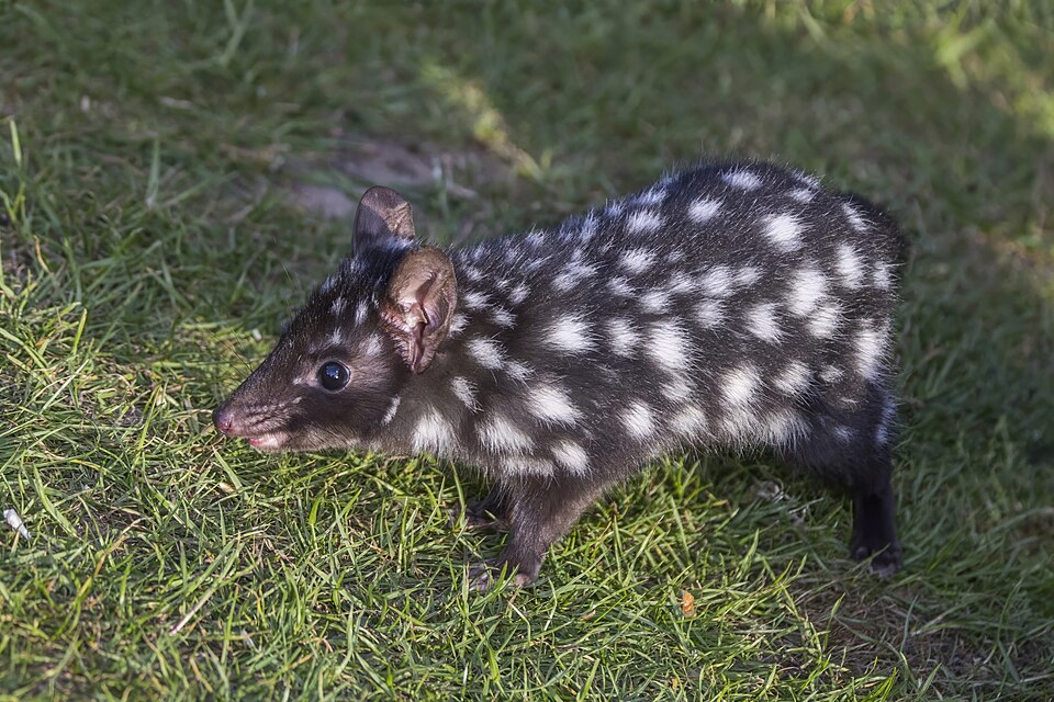 Eastern quoll (Dasyurus viverrinus) black morph Esk Valley.jpg