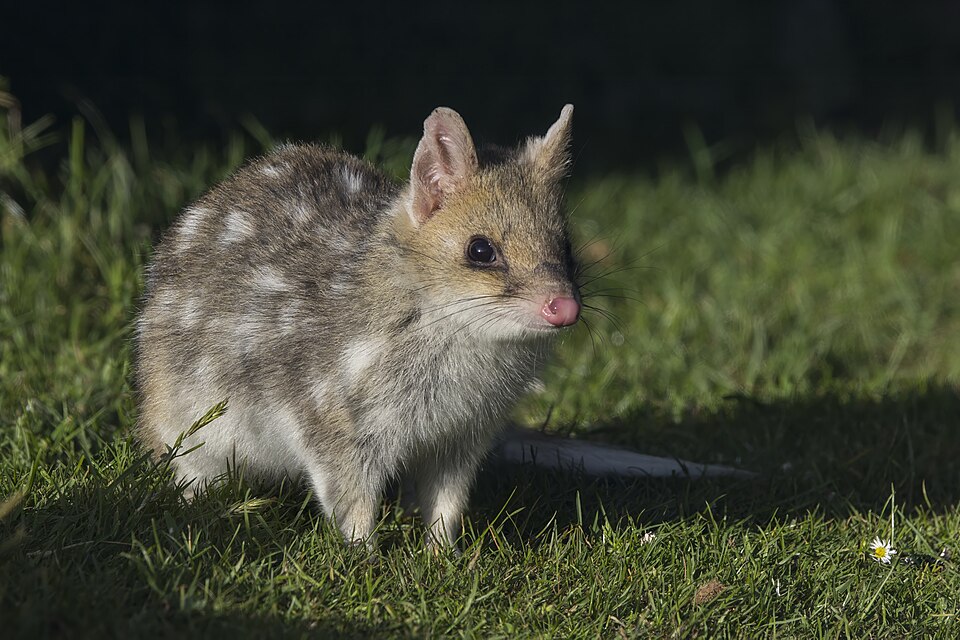 Eastern quoll (Dasyurus viverrinus) fawn morph Esk Valley.jpg