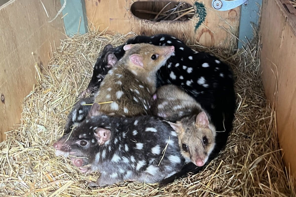Eastern quolls have two primary color variants: Light fawn and blackish-brown, with white spots on the body.