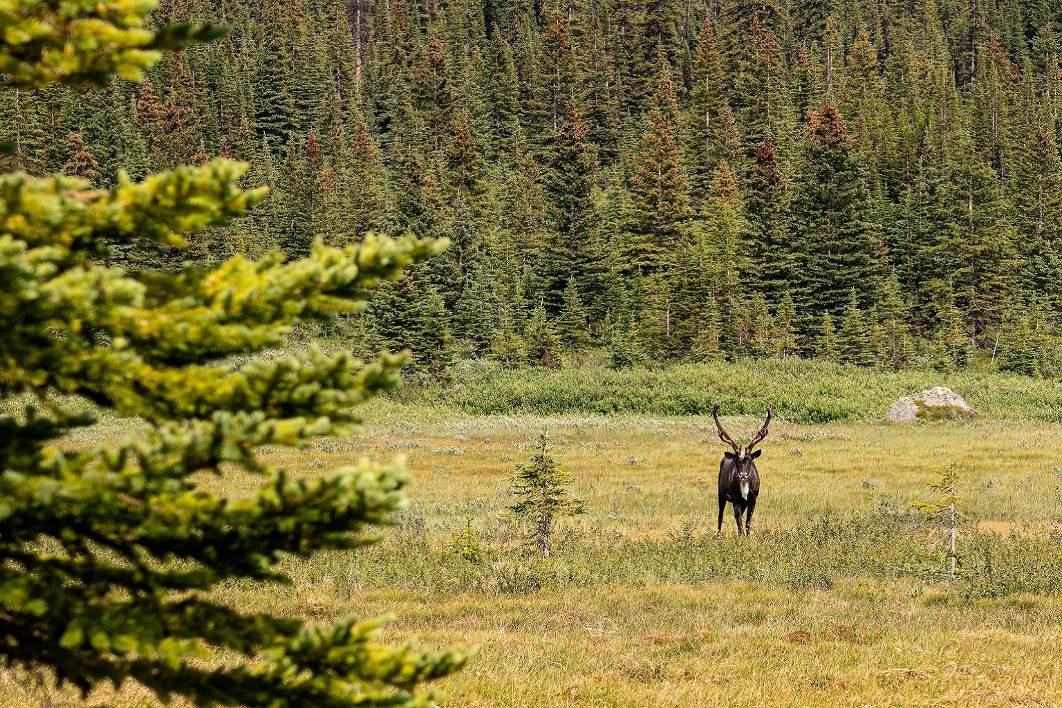 A southern mountain caribou (Rangifer tarandus caribou) from the Tonquin herd, in Alberta. In the past 20 years, 15 out of 40 herds in British Columbia and Alberta have disappeared or are too small to remain viable.
