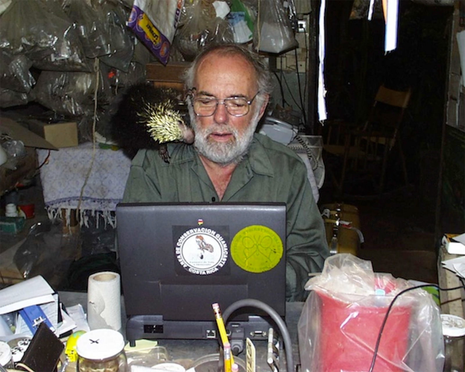 Dan Janzen at work with pet porcupine Espinita exploring his cheek, and 1999 vintage laptop
