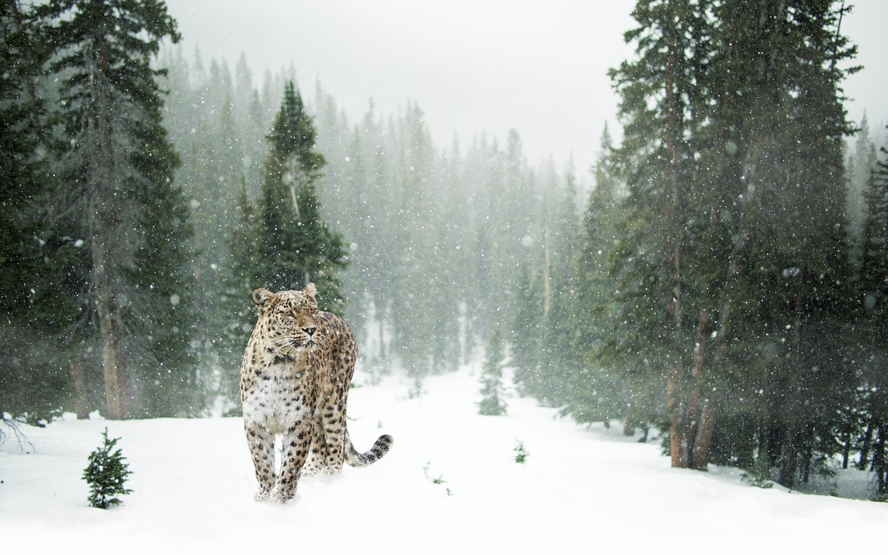 leopard, snow leopard, snow, winter, forest, portrait, nature, close up, animal world, cat, feline, wild cat, pet, animal, wildlife, wildlife photography — Image by TeeFarm from Pixabay · Pixabay Content License