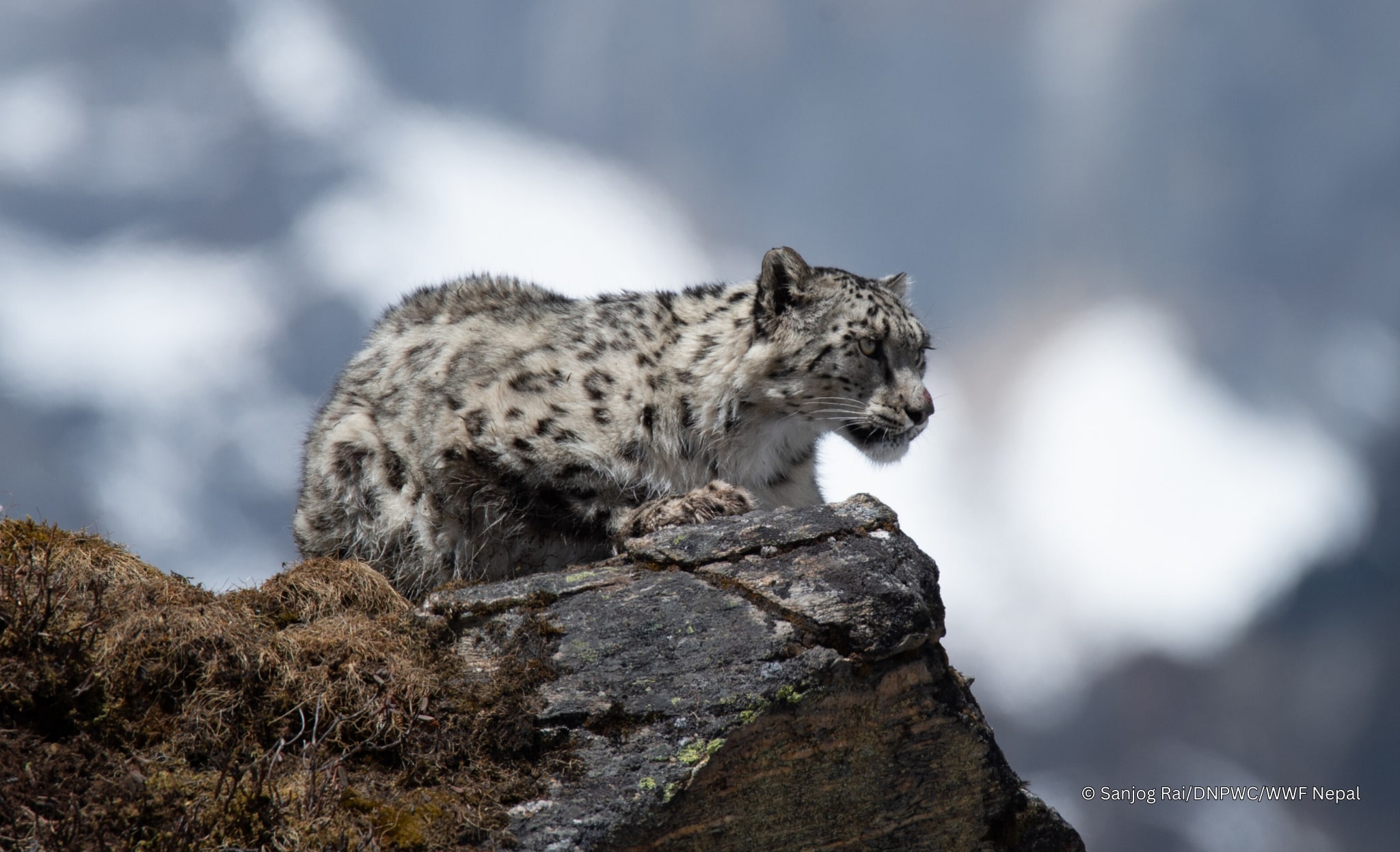 A snow leopard photographed in Nepal. Image courtesy of WWF.