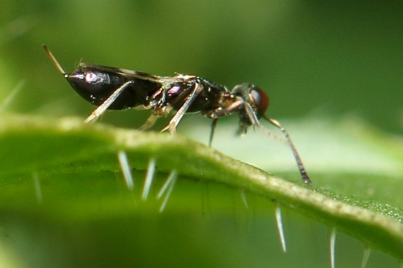 Eupelmus 2019 08 16 8464.jpg