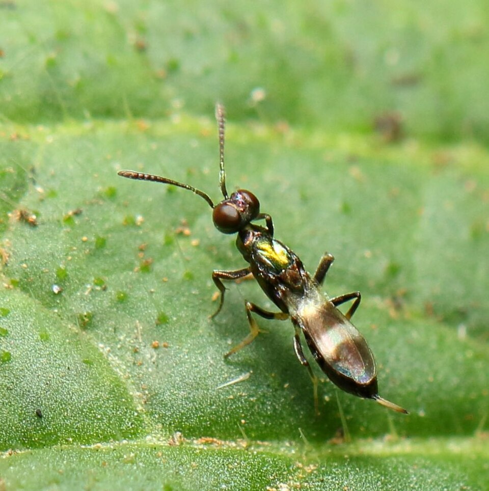 Eupelmus 2019 08 16 8466.jpg