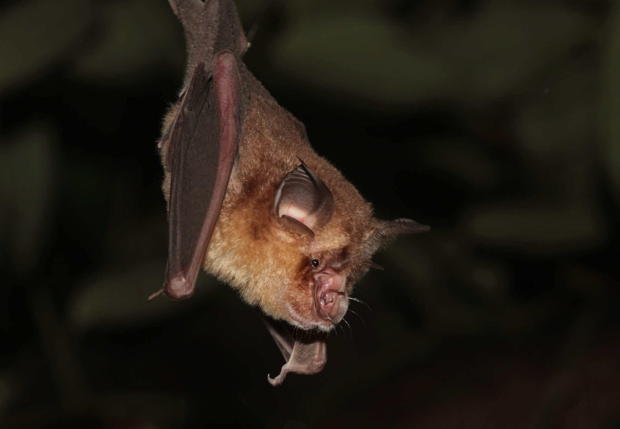 A Croslet horseshoe bat (Rhinolophus coelophyllus), the most likely host of the Betacoronavirus detected in the study. Image by Ian Dugdale via Wikimedia Commons (CC BY 4.0).
