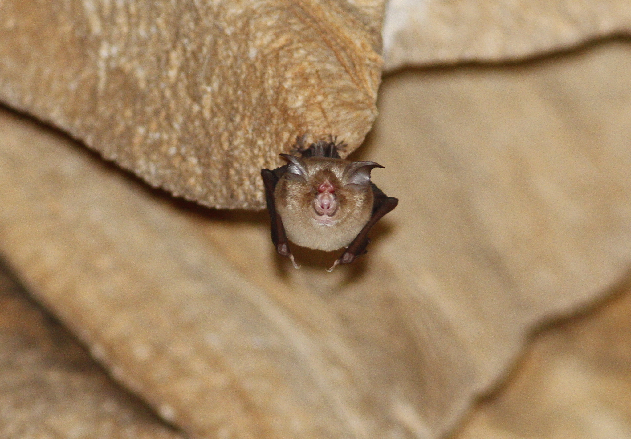 Rhinolophus coelophyllus
