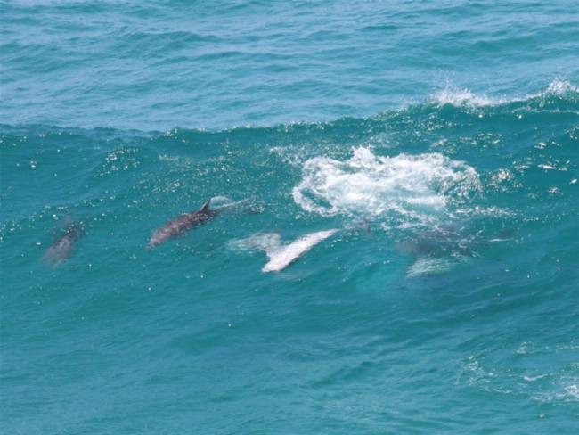 Tursiops truncatus