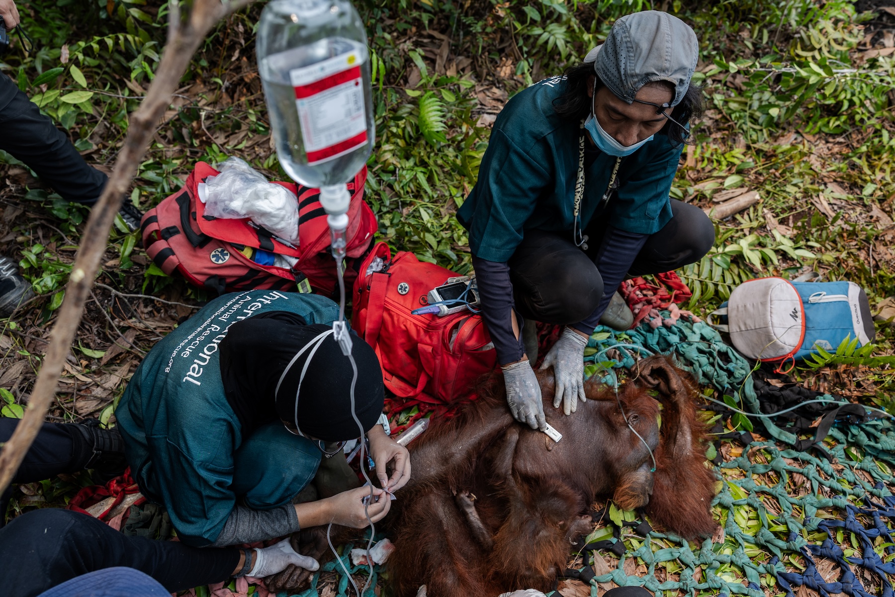 Borneo'da turba yangınları 48 bin hektarı yuttu, ekipler 53 orangutanı alevlerden çıkardı