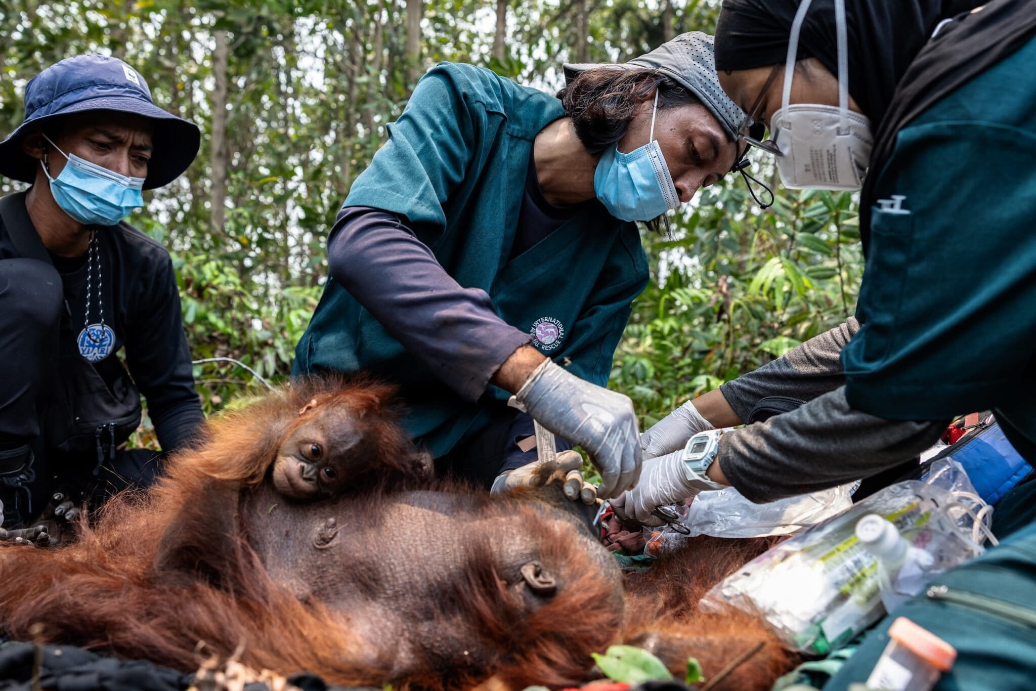 Veterinarian Komara, center, from Yayasan Inisiasi Alam Rehabilitasi Indonesia (YIARI), along with other veterinarians, treats a female orangutan and her baby after they were rescued from a burned forest and peatland area in Pelang village, Ketapang district, West Kalimantan, Indonesia, Sept. 18, 2026. Image by Garry Lotulung for Mongabay.