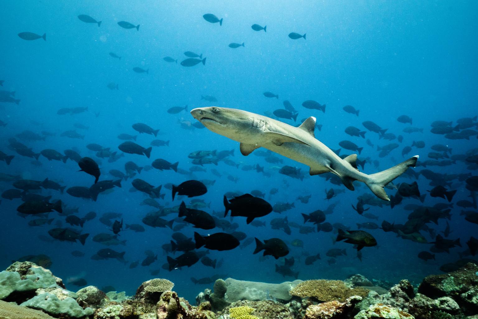 A whitetip reef shark (Triaenodon obesus) stalks the reef at Luf Island, Papua New Guinea. Image courtesy of Ollie Velasco/ National Geographic Pristine Seas.