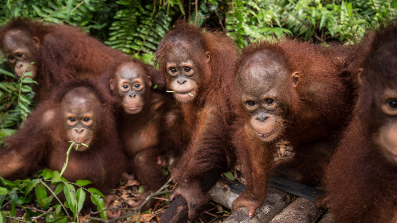 Six baby orangutans from left: Lala, Svenja, Fathia, Meryl, Madara, Syahrini playing on the ground at Borneo Orangutan Survival (BOS) Foundation in Nyaru Menteng, Central Kalimantan. Bjorn Vaugn / BOSF / Greenpeace
