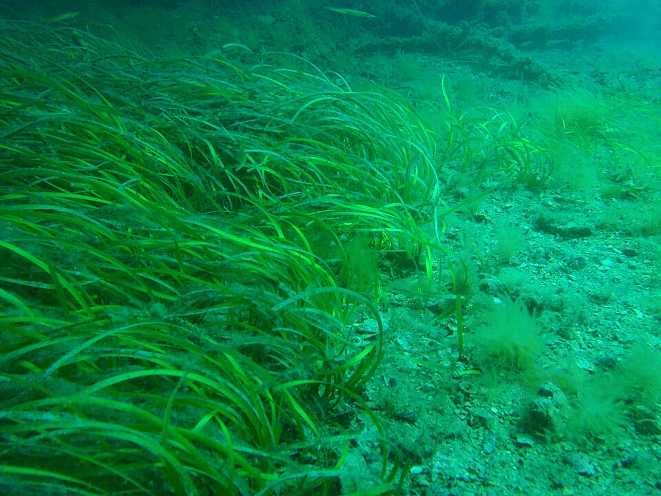 Seagrass at Rapid Bay Jetty P1262907.JPG