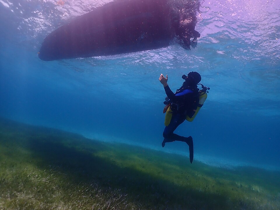 Scuba Diver in Seagrass - 53005443057.jpg