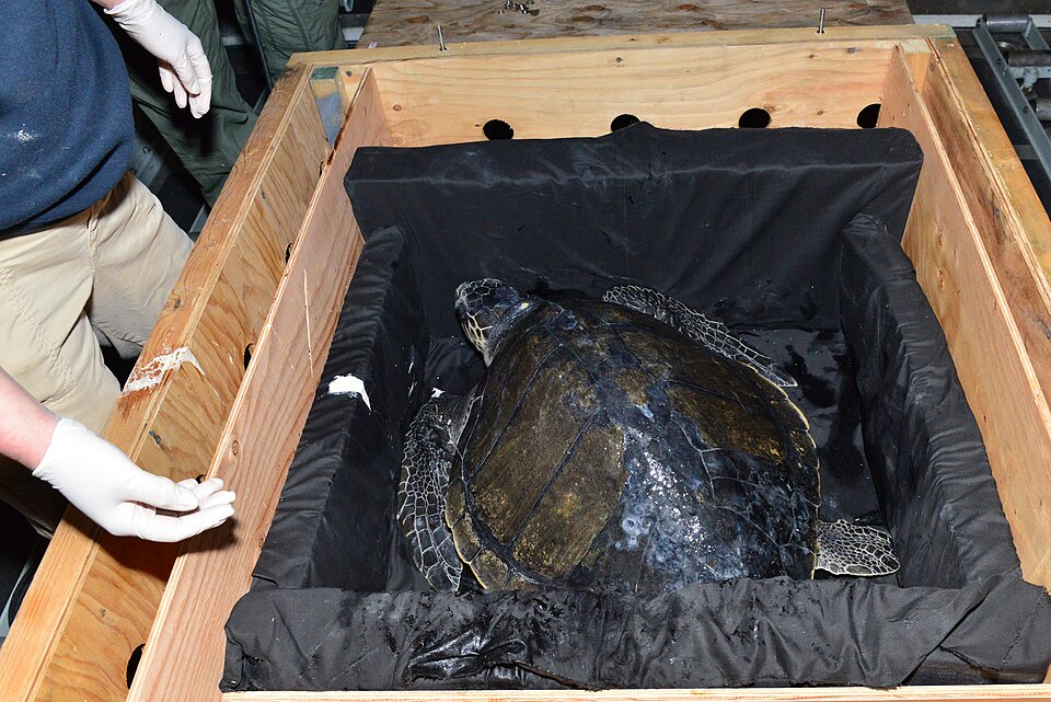 Coast Guard transport olive ridley sea turtle 150224-G-GV559-651.jpg