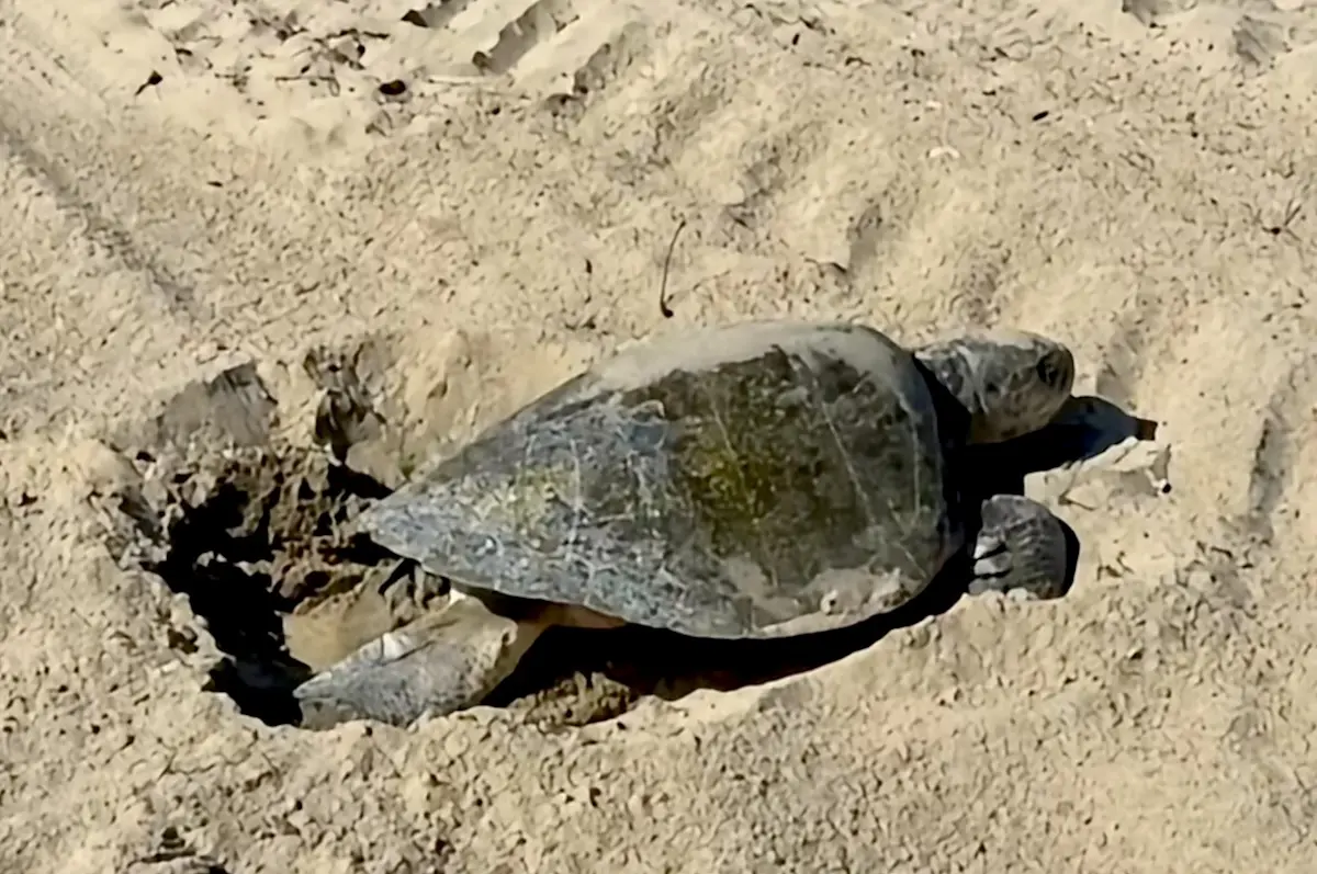 A olive ridley sea turtle near Seal Beach, California.