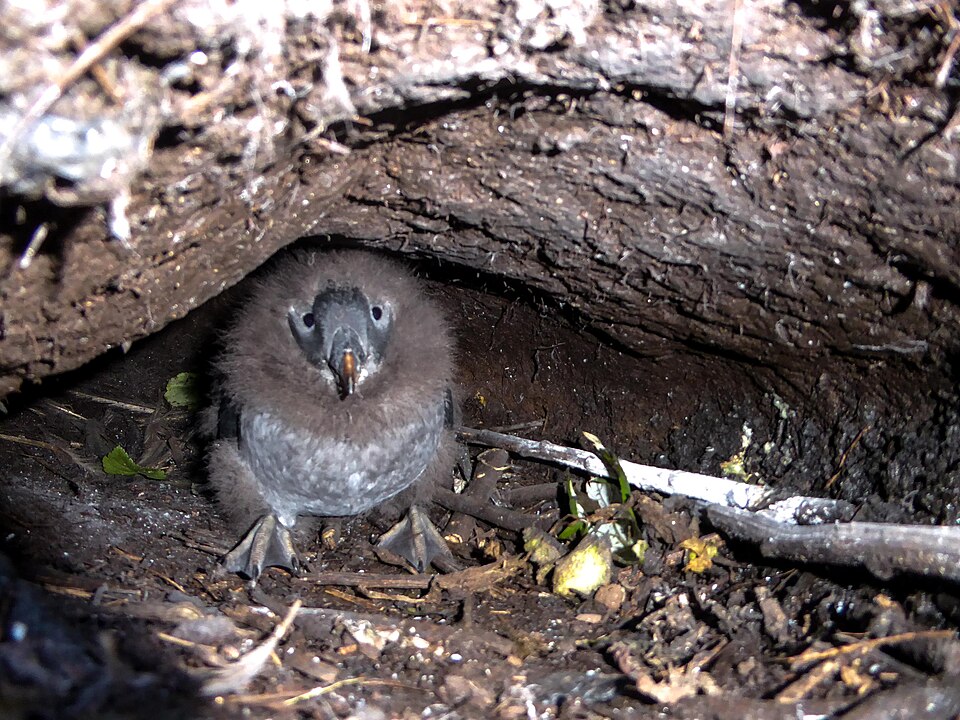 Puffin chick in burrow (50320818022).jpg