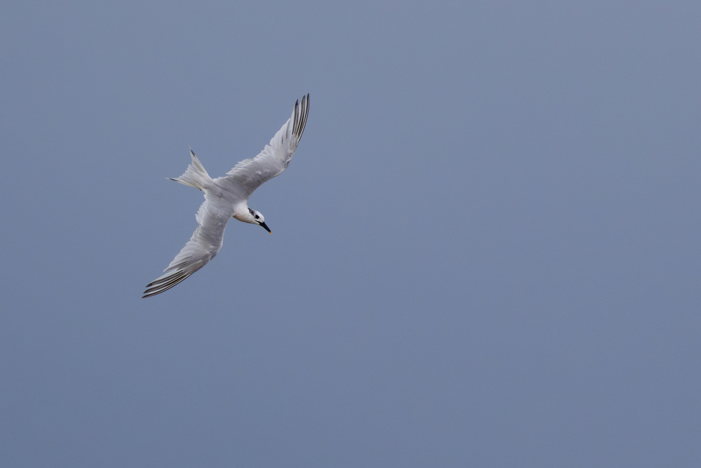 Sandwich Tern (Thalasseus sandvicensis) — "Sandwich Tern (Thalasseus sandvicensis)" by Diego González Dopico, via iNaturalist · CC BY 4.0