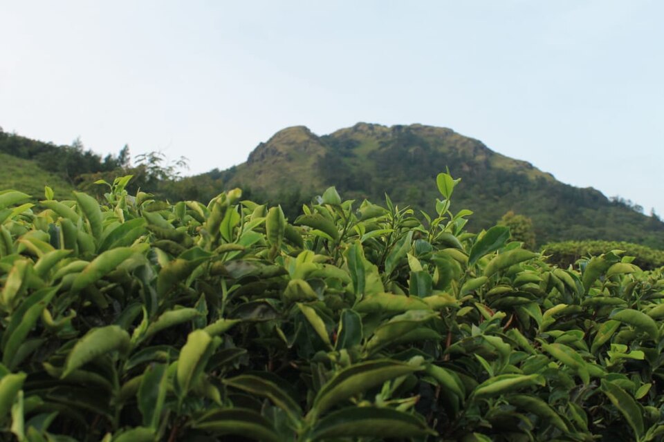 Bukit Gunung Ungaran.jpg