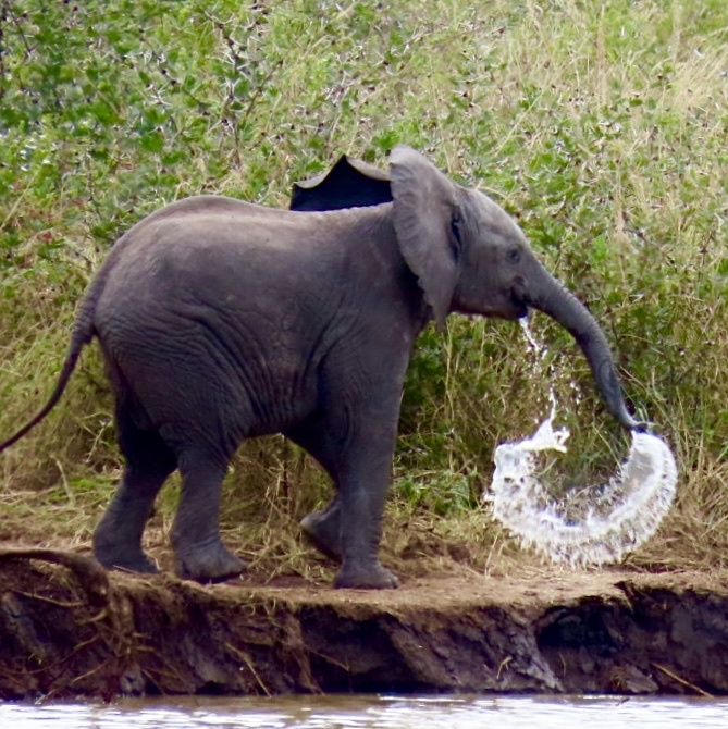 Loxodonta africana