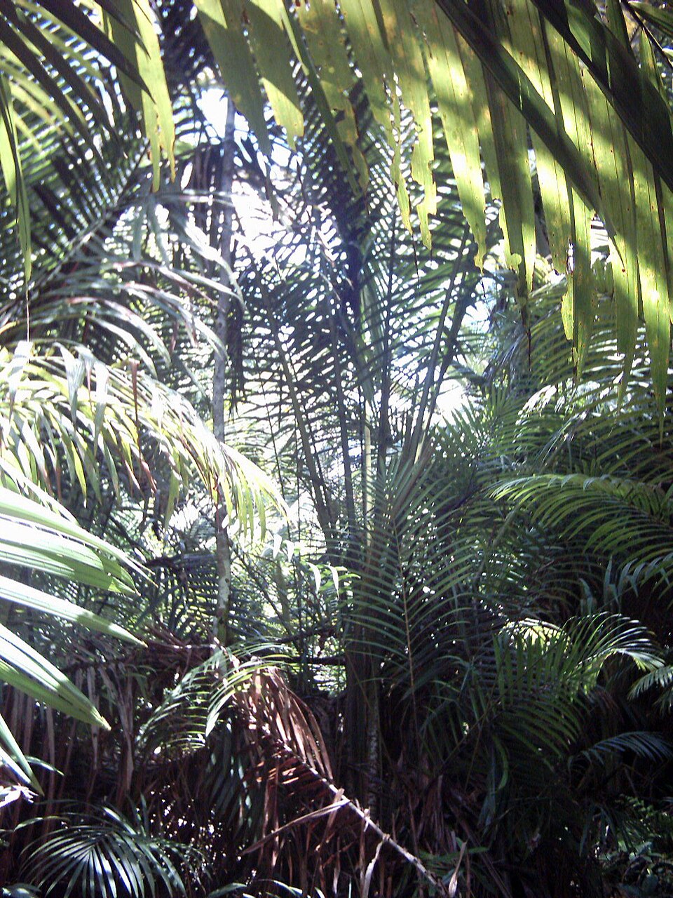 Sago (Metroxylon sagu) in New Guinea.jpg