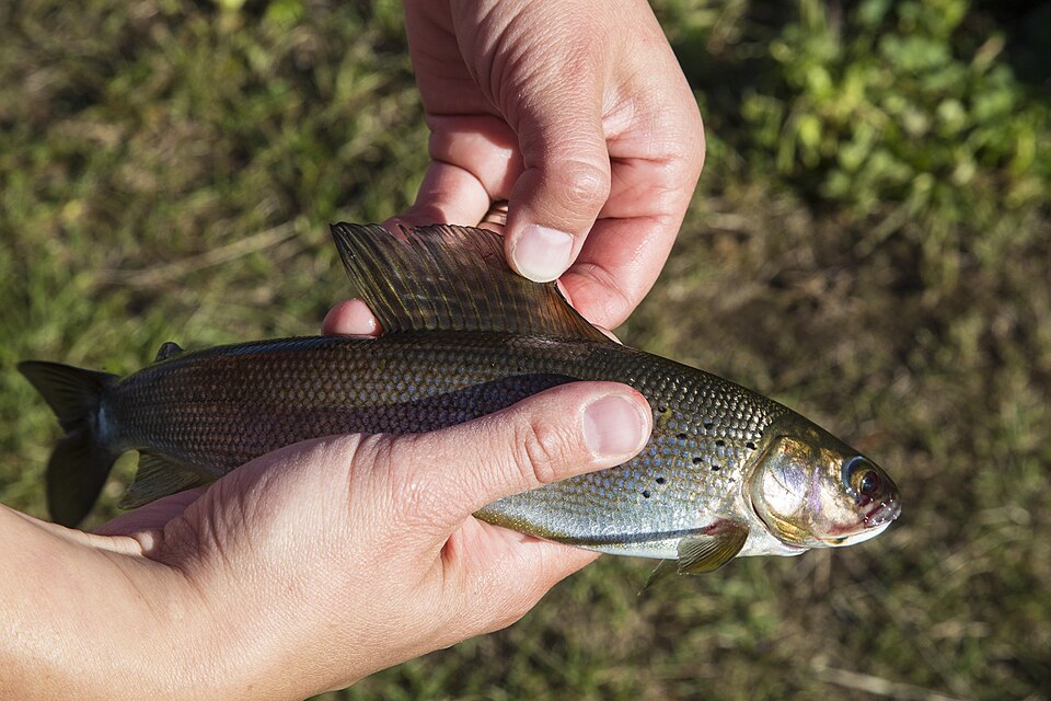 Delta WSR Alaska Arctic Grayling (16723919651).jpg