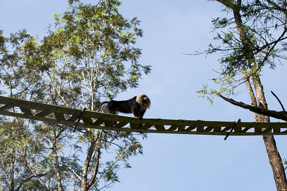 Lion tailed macaque canopy bridge.jpg