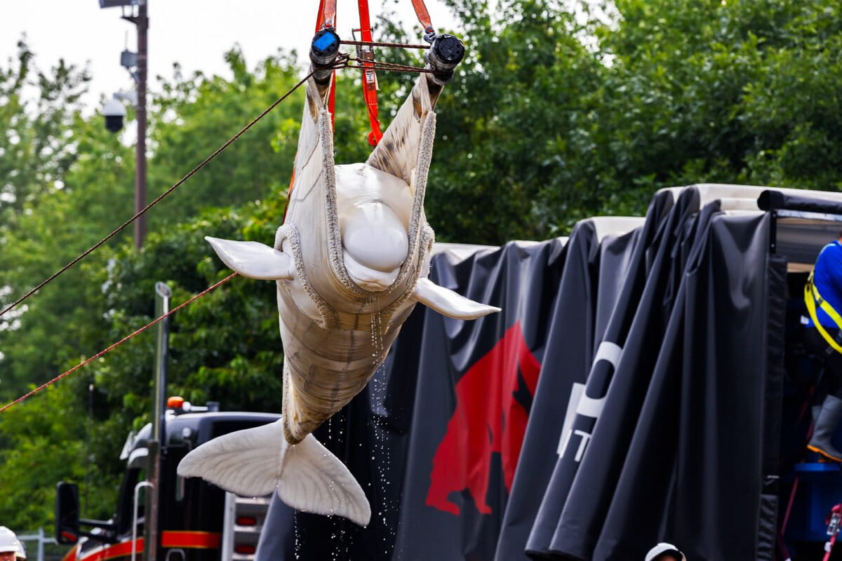 One of the six belugas being transferred from Marineland in Canada to Shedd Aquarium in Chicago.