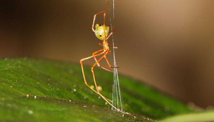 "Ballista Spider.jpg" by Ajay Narendra, Pranav Joshi, Daniele Liprandi, Gregory J Anderson, Jonas Wolff, CC BY 4.0, via Wikimedia Commons Ballista Spider.jpg — "Ballista Spider.jpg" by Ajay Narendra, Pranav Joshi, Daniele Liprandi, Gregory J Anderson, Jonas Wolff, CC BY 4.0, via Wikimedia Commons