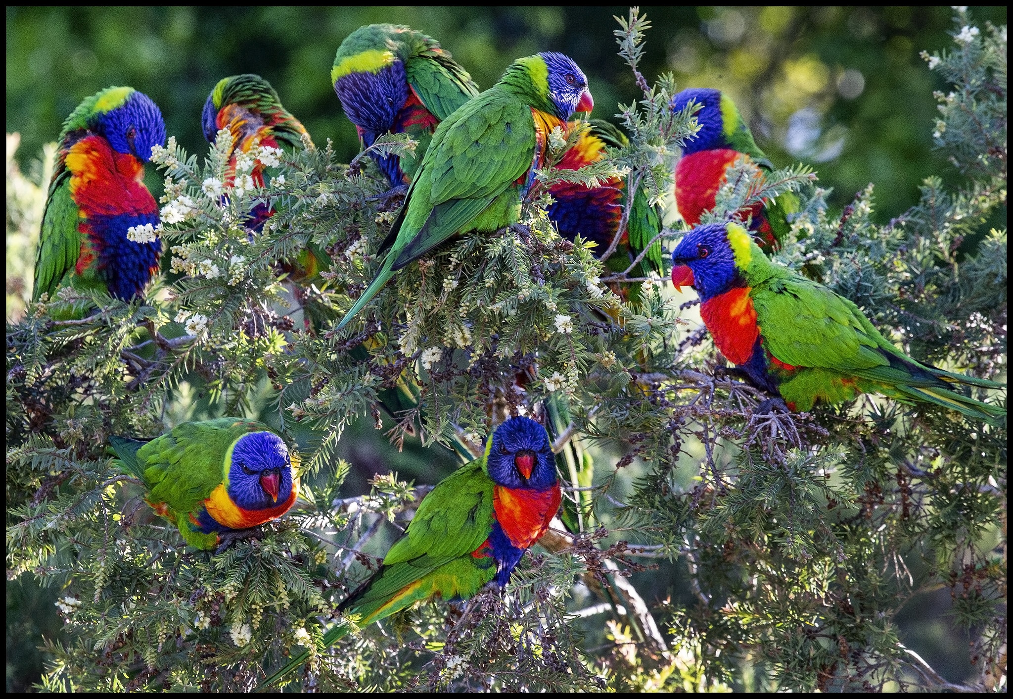 Banner image: Rainbow lorikeets at rest. Image courtesy of John via Flickr (CC BY-SA 2.0)
