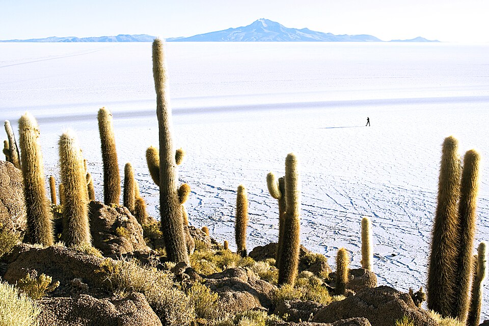 Isla Incahuasi, Salar de Uyuni, Bolivia (14630608277).jpg