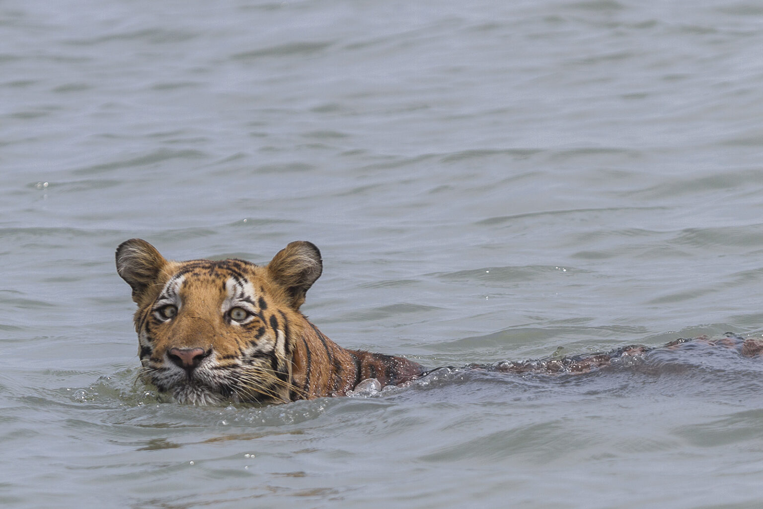 A Sundarban tiger swims in the deep water.