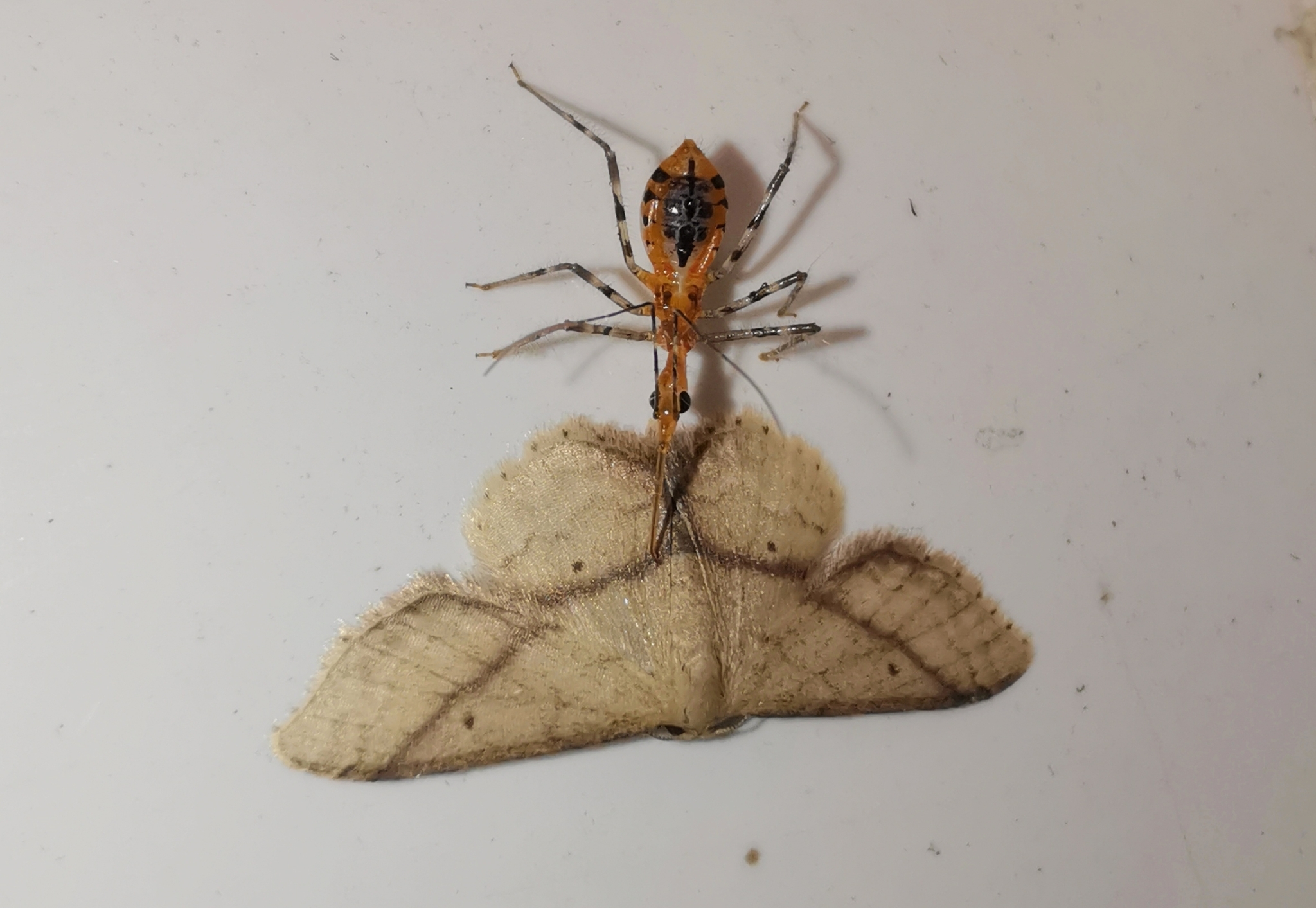 Idaea obliquilinea