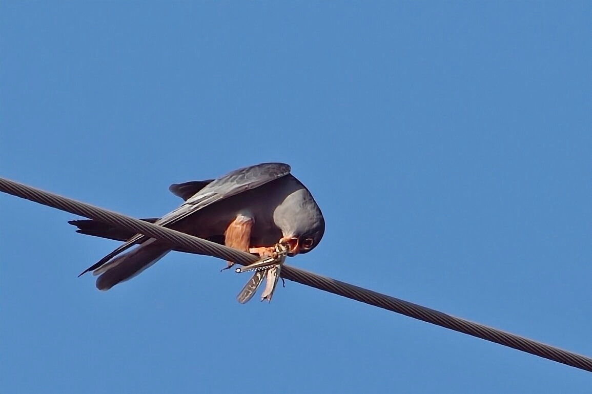 Falco amurensis