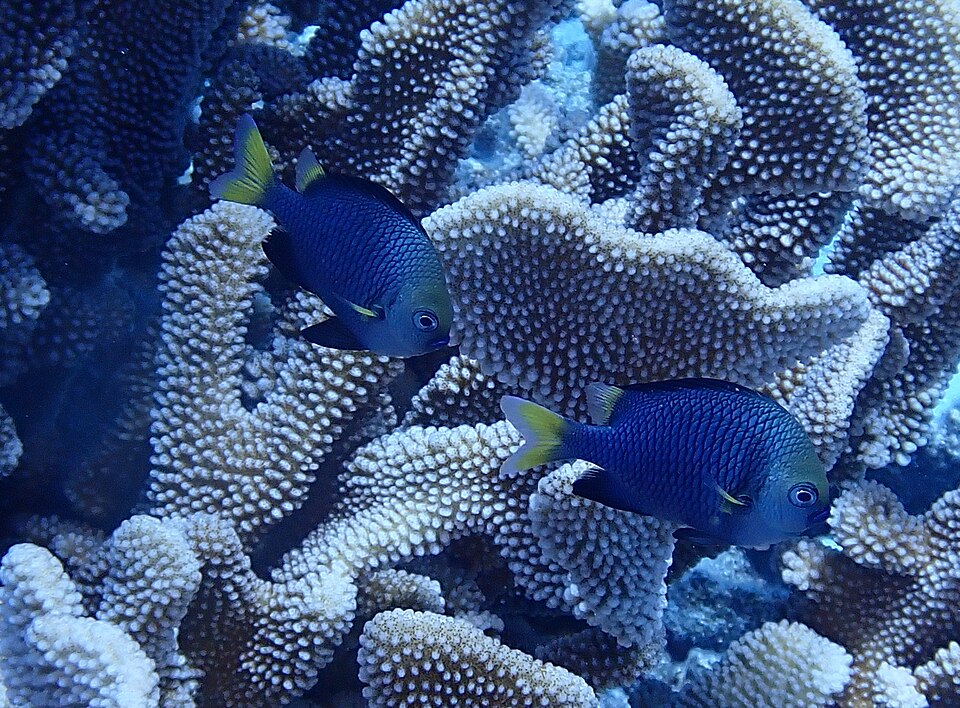 Yellowtail dascyllus, Toau Atoll, French Polynesia imported from iNaturalist photo 302032055.jpg