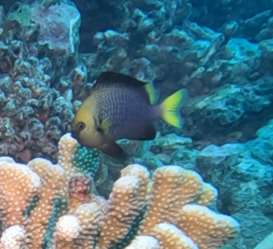 Dascyllus flavicaudus 447936856.png