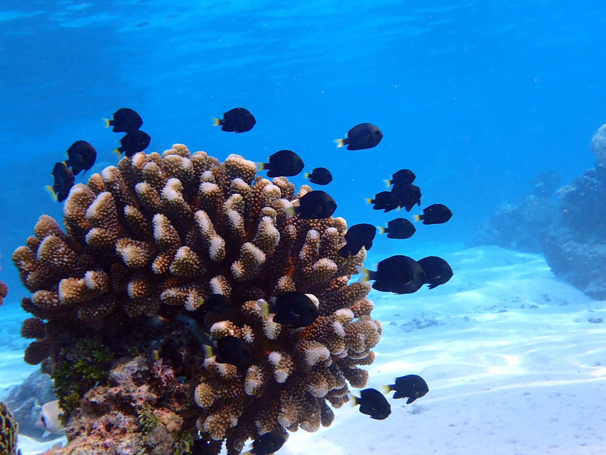 Yellowtail dascyllus (Dascyllus flavicaudus) damselfish swim around coral in French Polynesia.